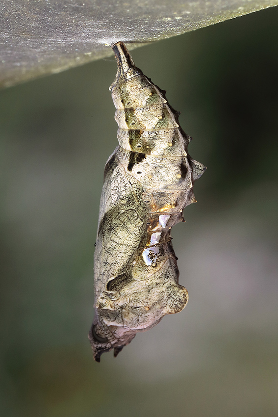 Bruco da determinare